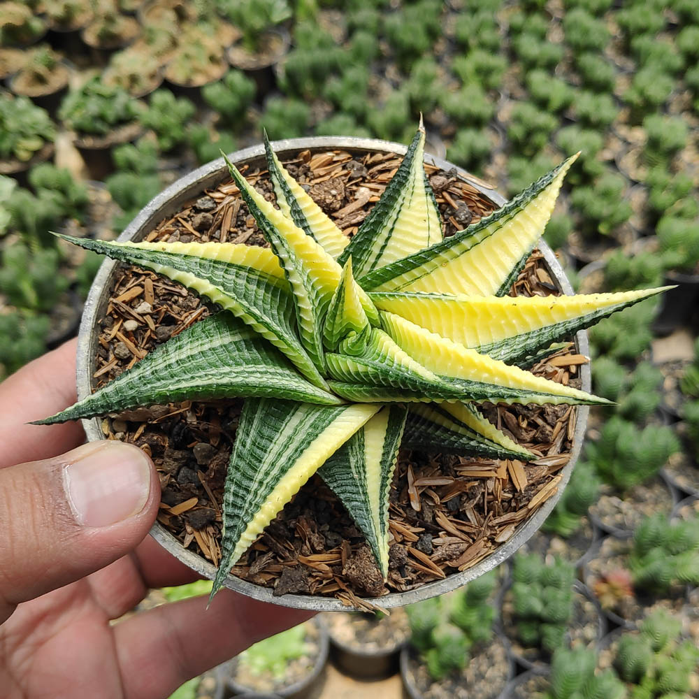 031. Haworthia Limifolia Variegated - Image 13