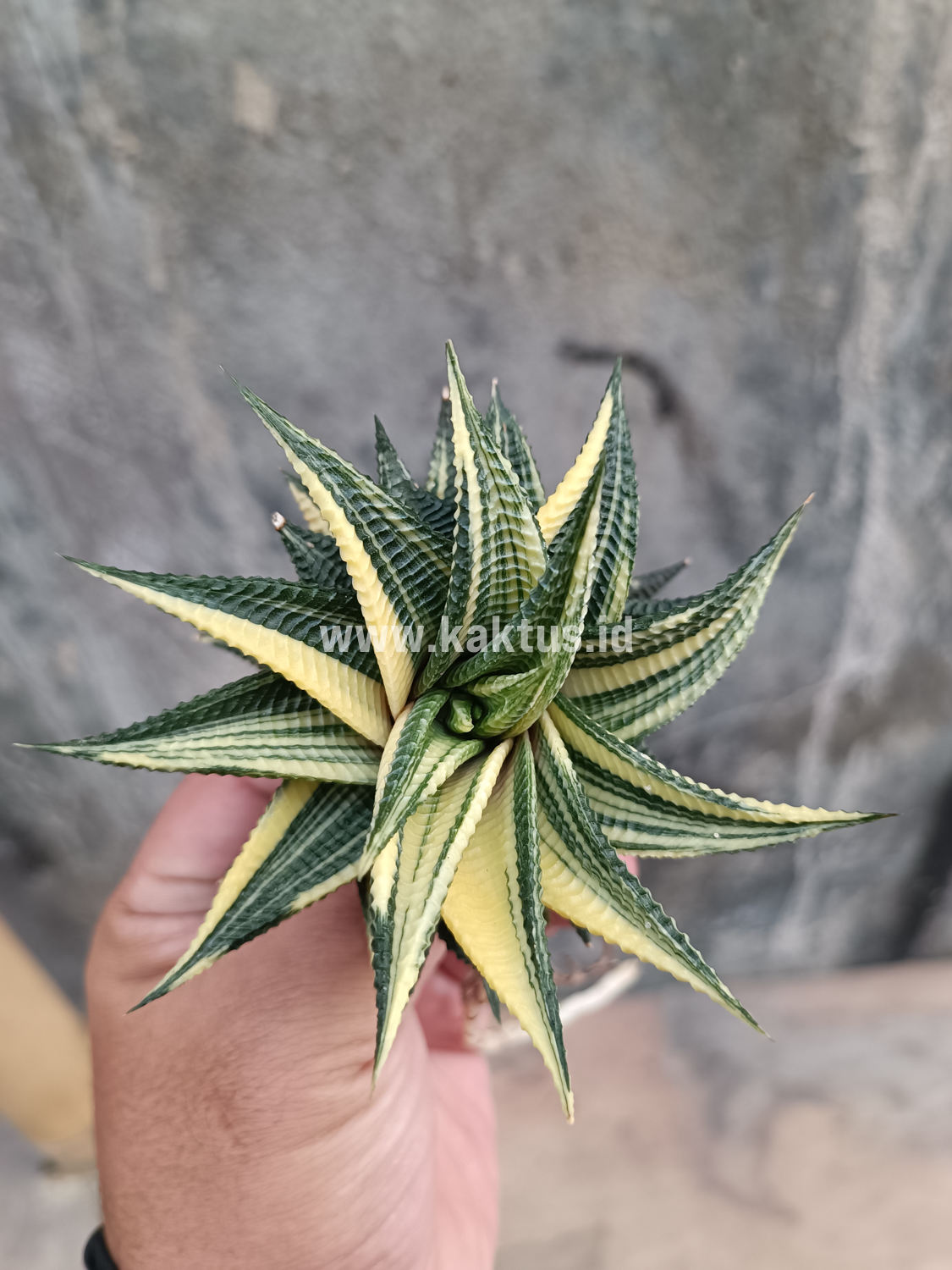 031. Haworthia Limifolia Variegated - Image 20