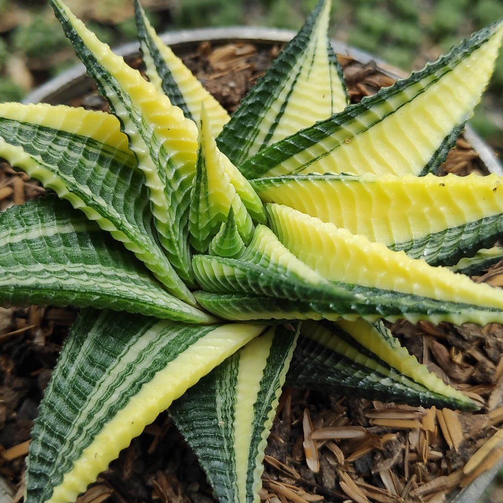 031. Haworthia Limifolia Variegated - Image 9