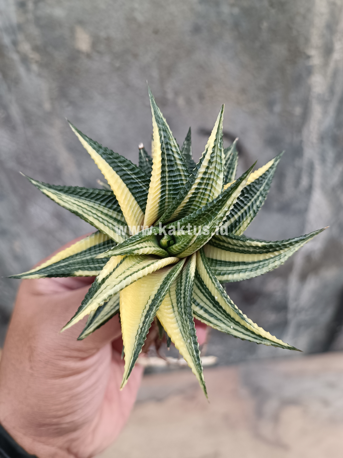 031. Haworthia Limifolia Variegated - Image 12
