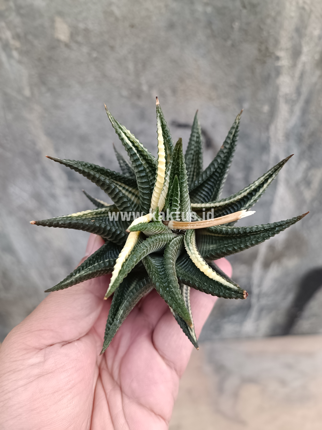 031. Haworthia Limifolia Variegated - Image 5