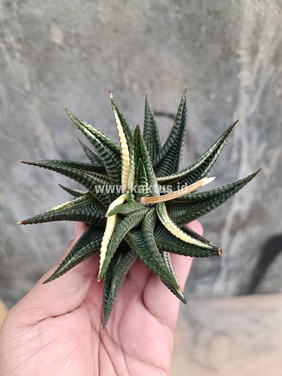 031. Haworthia Limifolia Variegated - Image 11