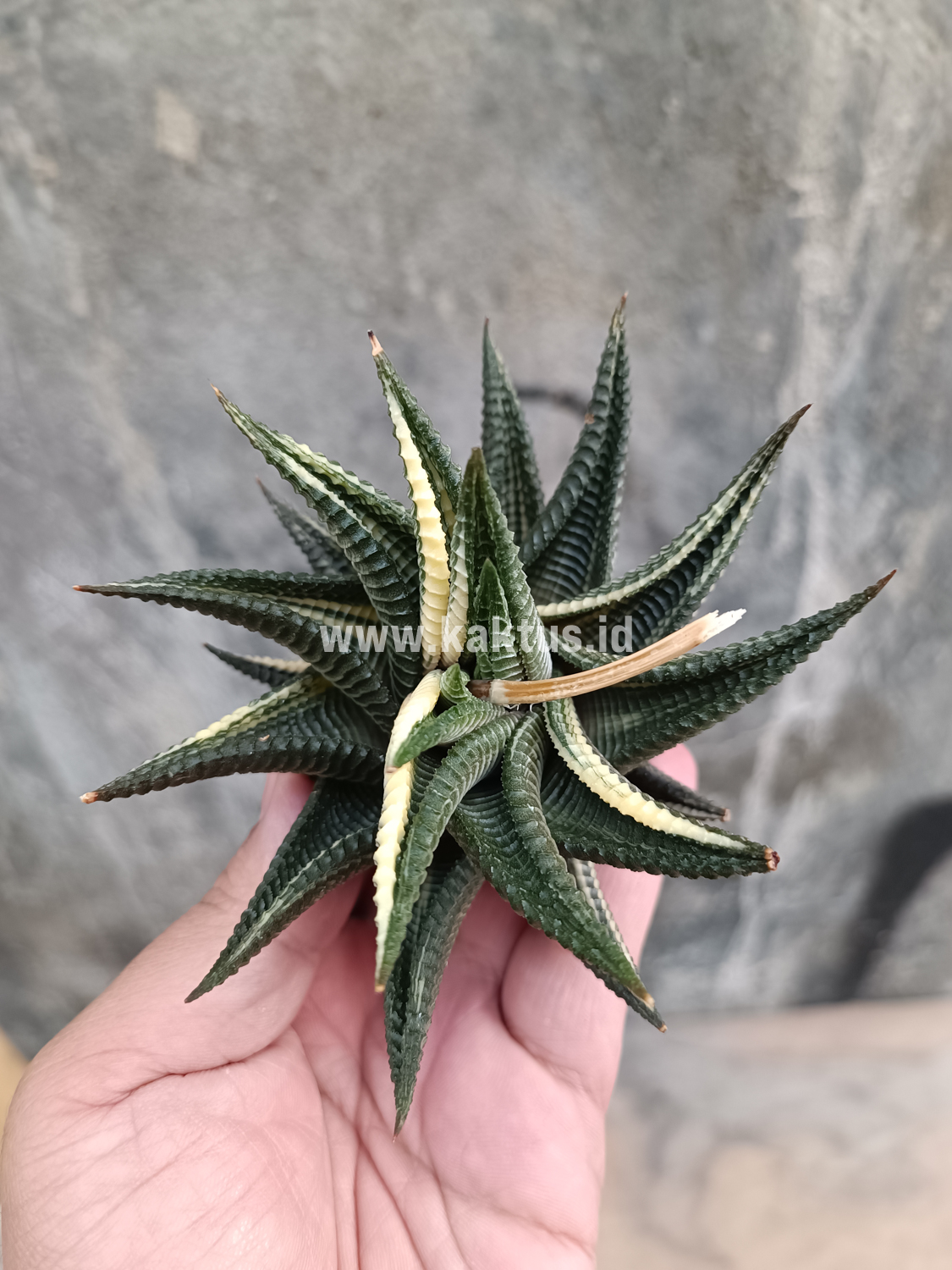 031. Haworthia Limifolia Variegated - Image 8