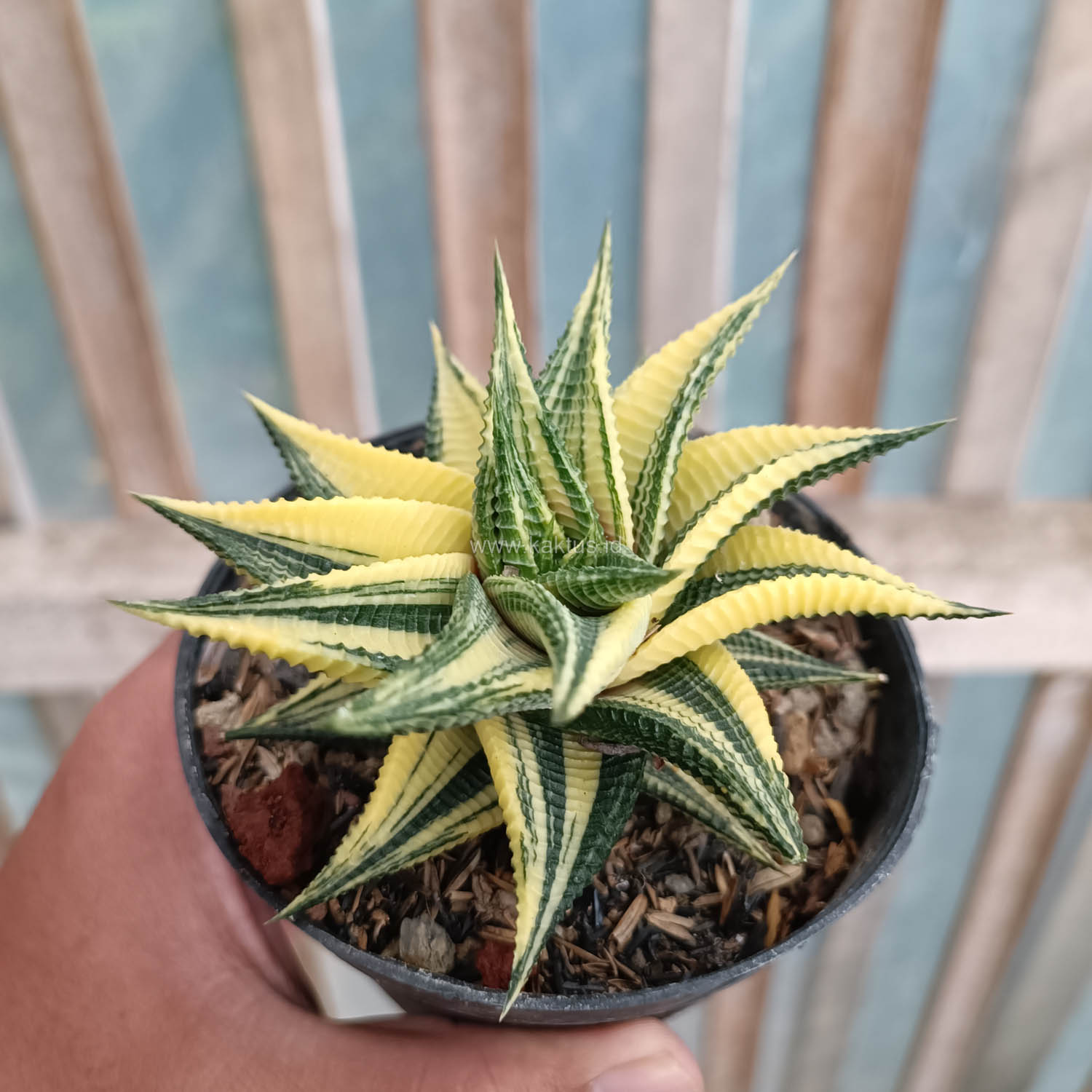 031. Haworthia Limifolia Variegated - Image 6