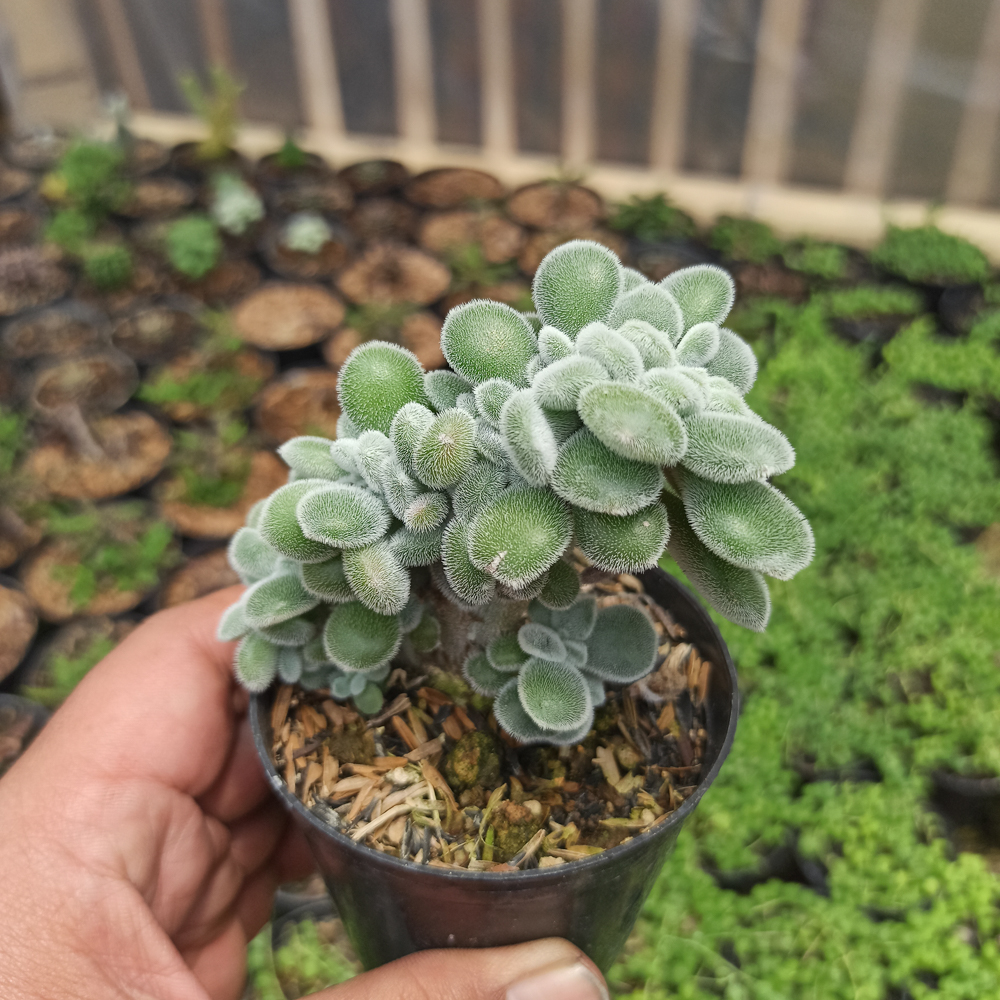 042. Echeveria Setosa Forma Cristata - Image 3