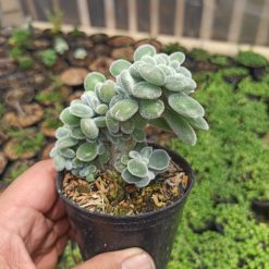 Alternative view of 042. Echeveria Setosa Forma Cristata
