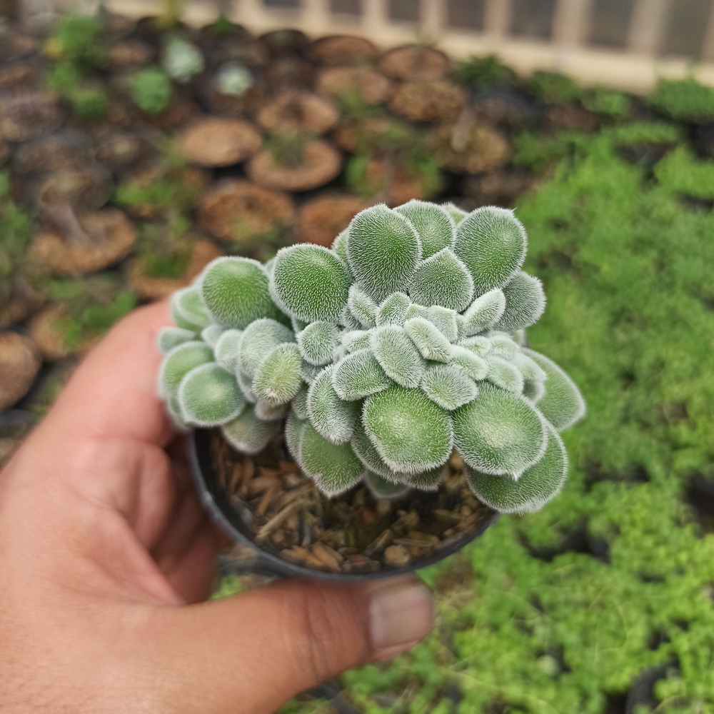 042. Echeveria Setosa Forma Cristata - Image 5
