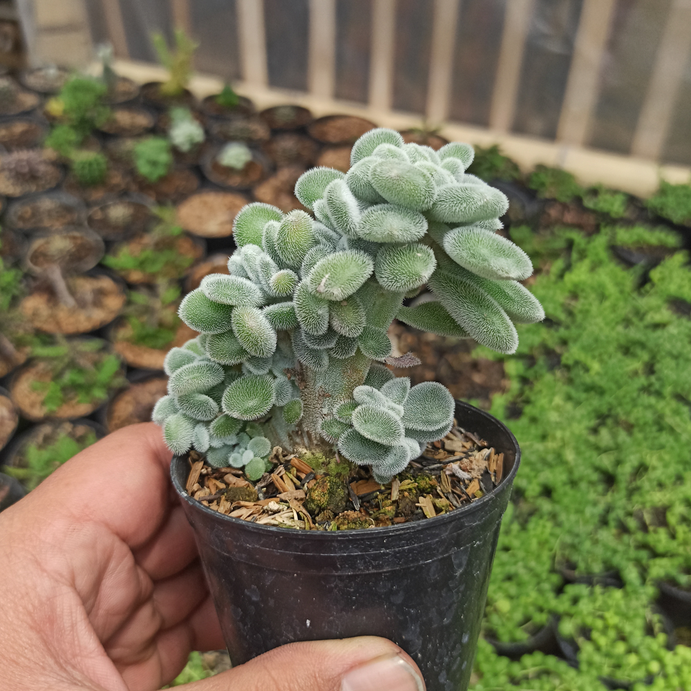 042. Echeveria Setosa Forma Cristata - Image 4
