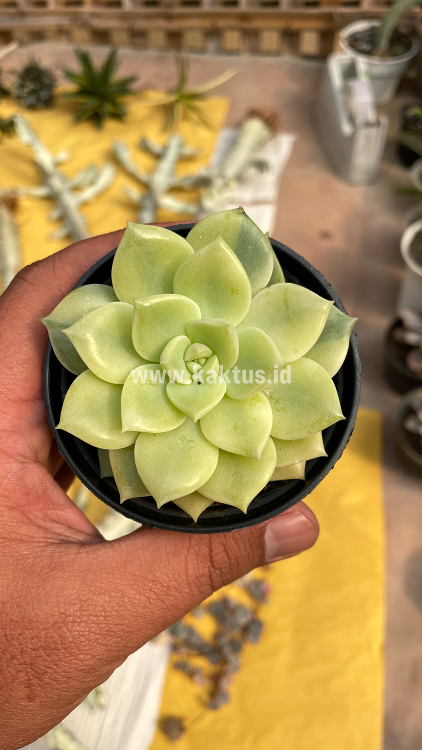 048. Graptoveria Titubans Variegated - Image 22