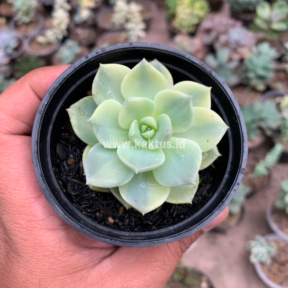 048. Graptoveria Titubans Variegated - Image 3