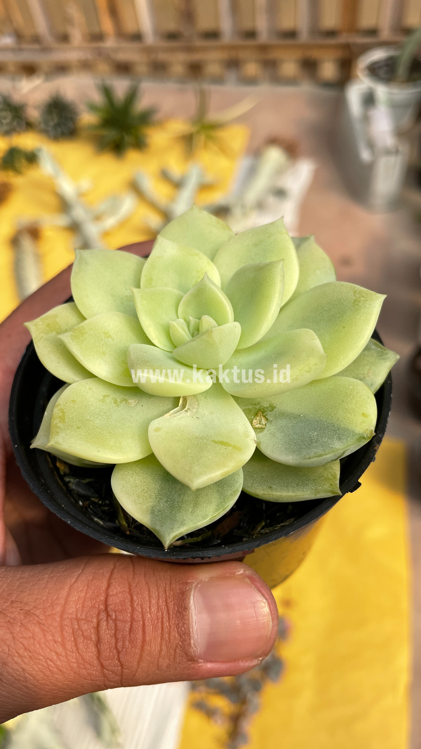 048. Graptoveria Titubans Variegated - Image 13