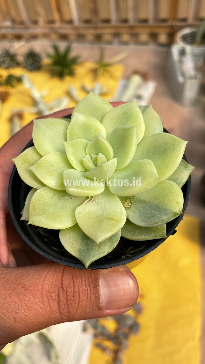 048. Graptoveria Titubans Variegated - Image 12
