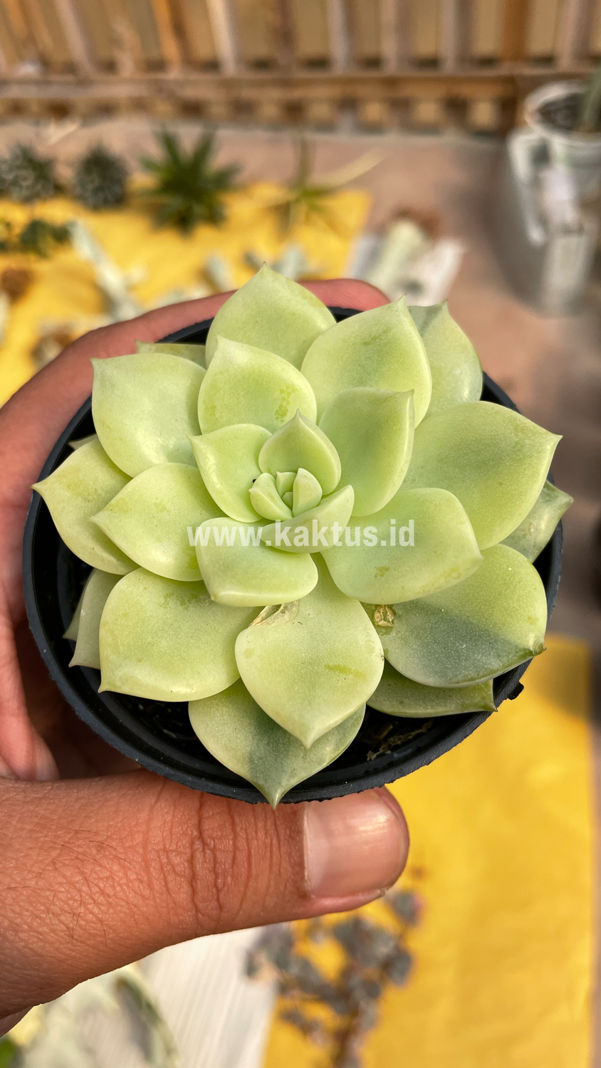 048. Graptoveria Titubans Variegated - Image 11