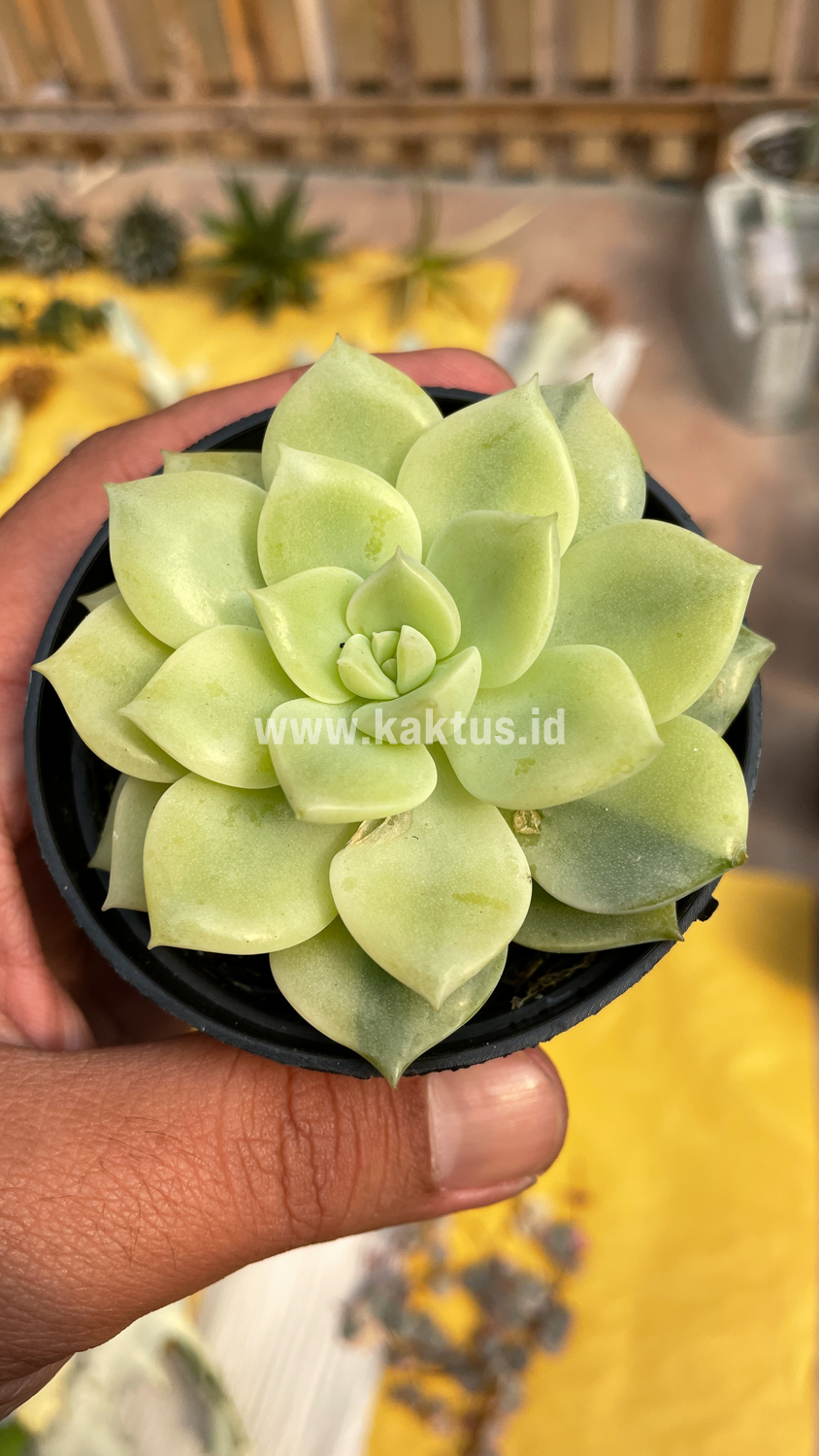 048. Graptoveria Titubans Variegated - Image 10