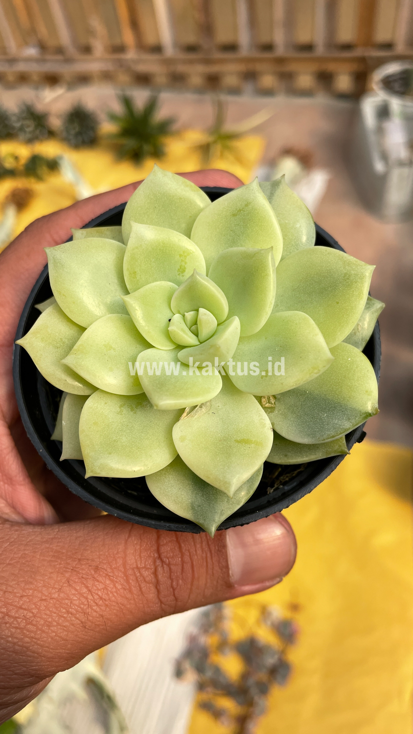 048. Graptoveria Titubans Variegated - Image 9