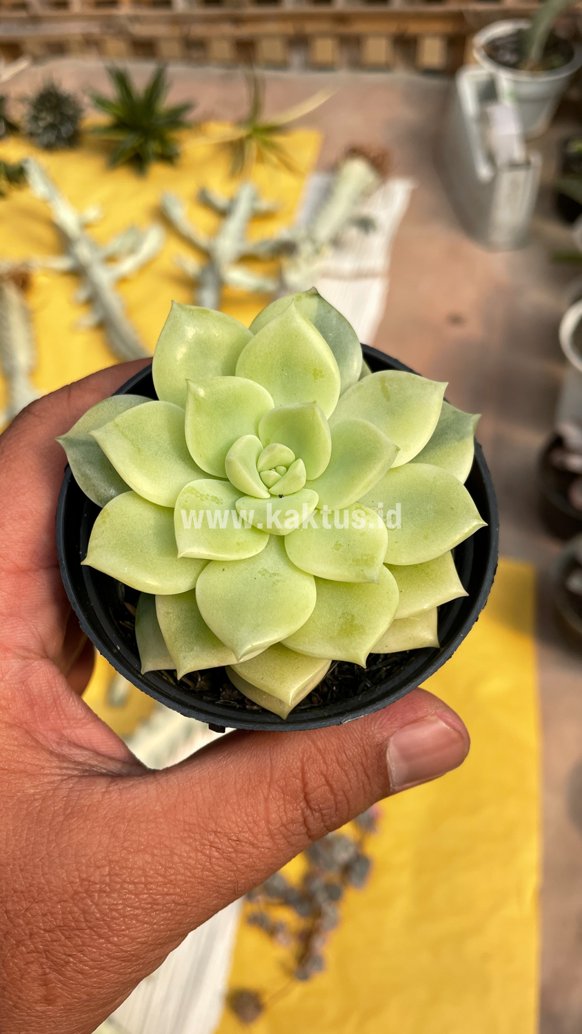 048. Graptoveria Titubans Variegated - Image 21