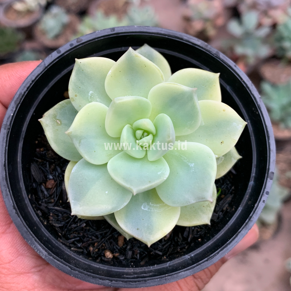 048. Graptoveria Titubans Variegated - Image 4