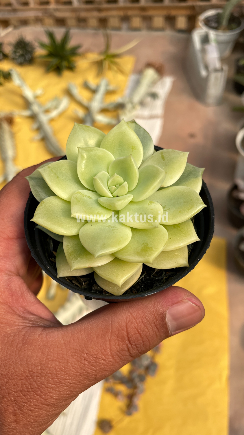 048. Graptoveria Titubans Variegated - Image 20