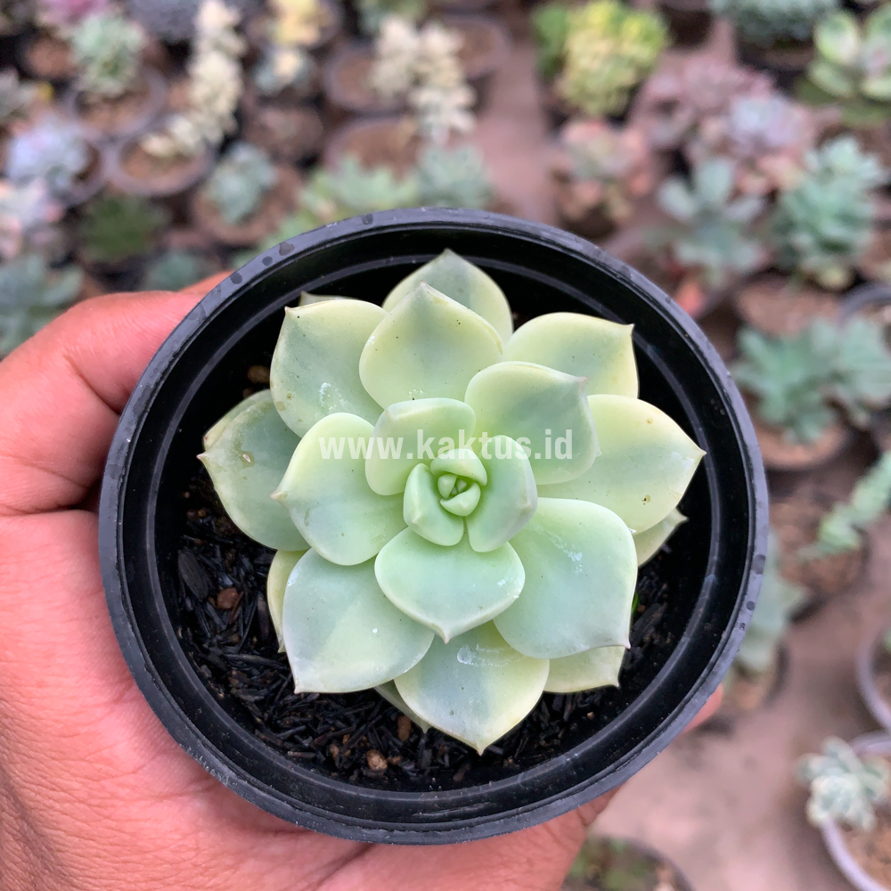 048. Graptoveria Titubans Variegated - Image 5