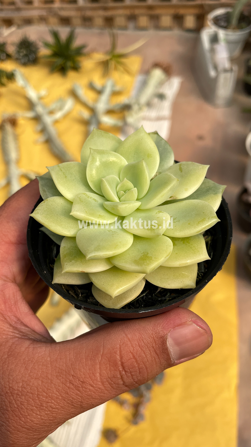 048. Graptoveria Titubans Variegated - Image 19