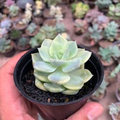 Alternative view of 048. Graptoveria Titubans Variegated