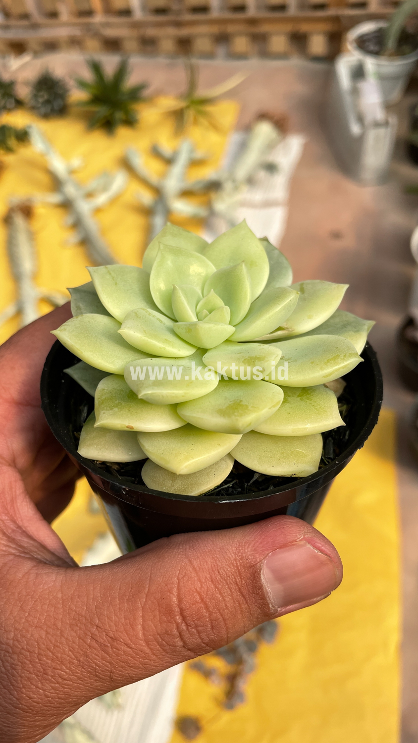 048. Graptoveria Titubans Variegated - Image 18