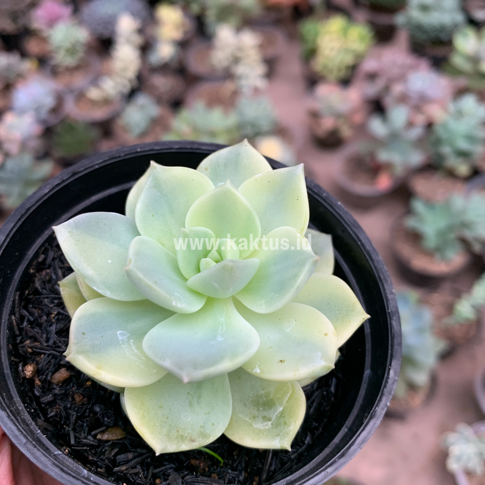 048. Graptoveria Titubans Variegated - Image 6