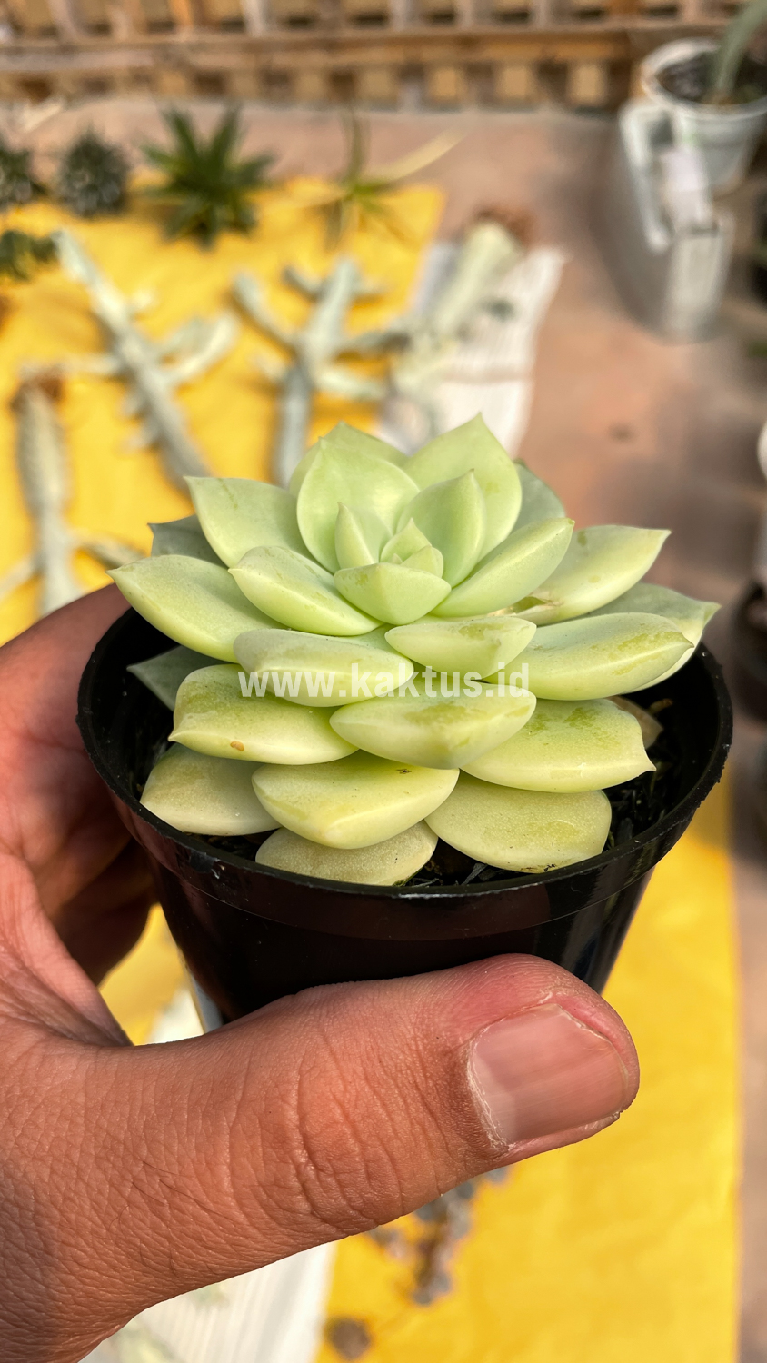 048. Graptoveria Titubans Variegated - Image 17
