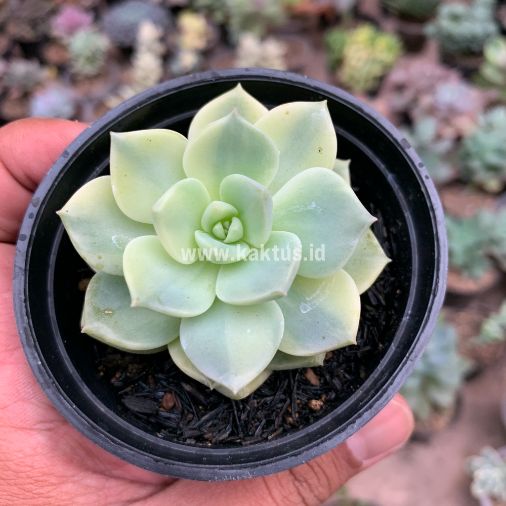 048. Graptoveria Titubans Variegated - Image 7