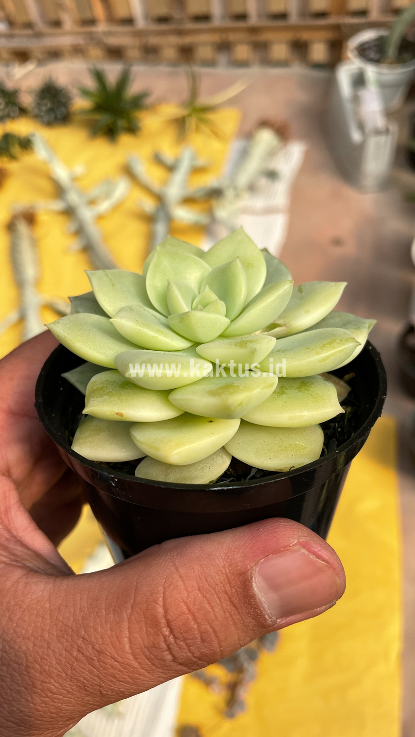 048. Graptoveria Titubans Variegated - Image 16