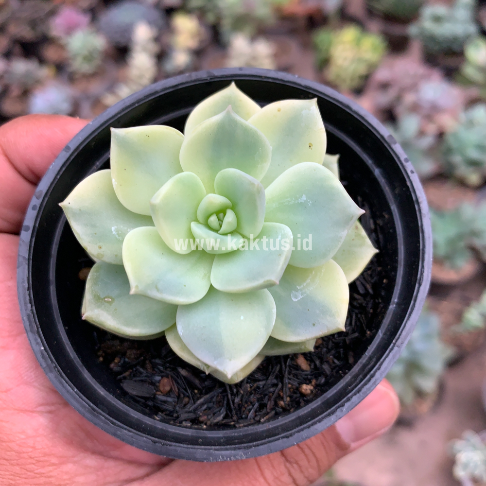 048. Graptoveria Titubans Variegated - Image 8