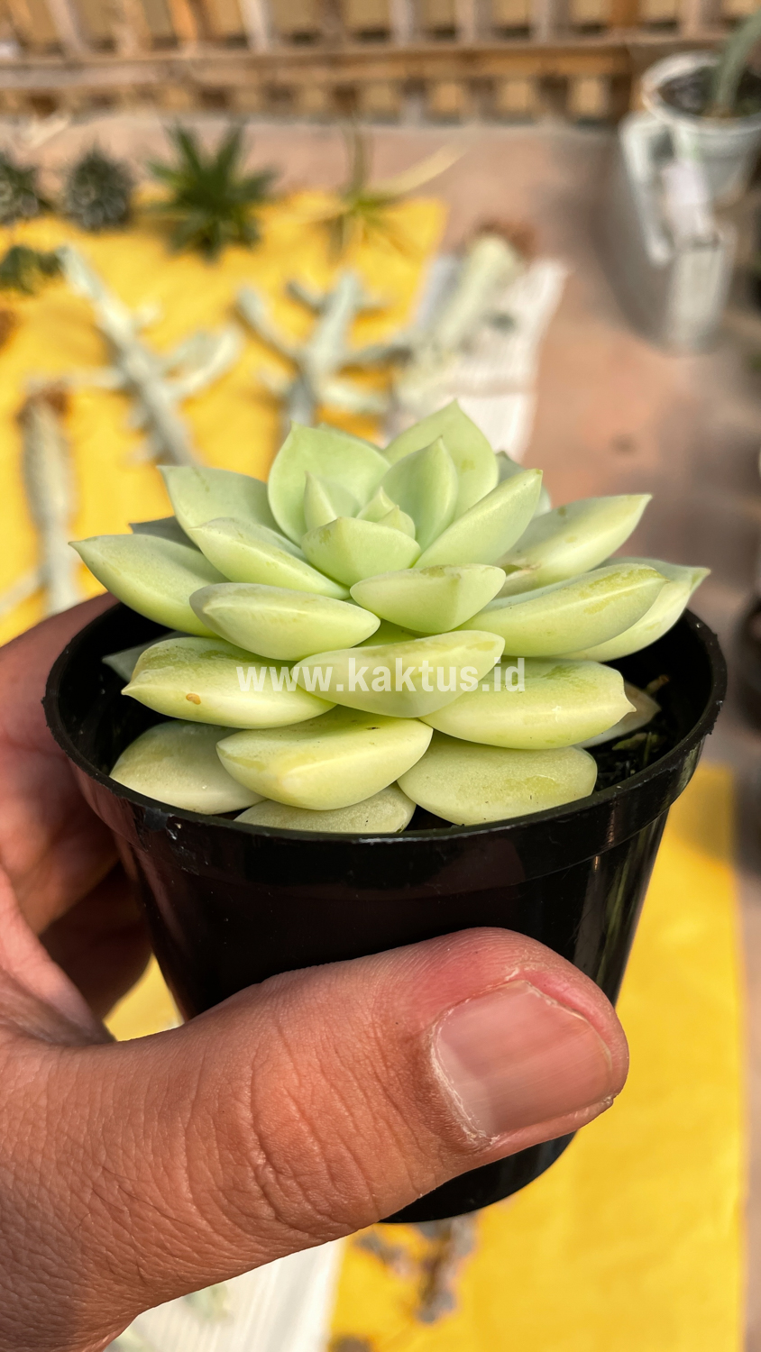 048. Graptoveria Titubans Variegated - Image 15