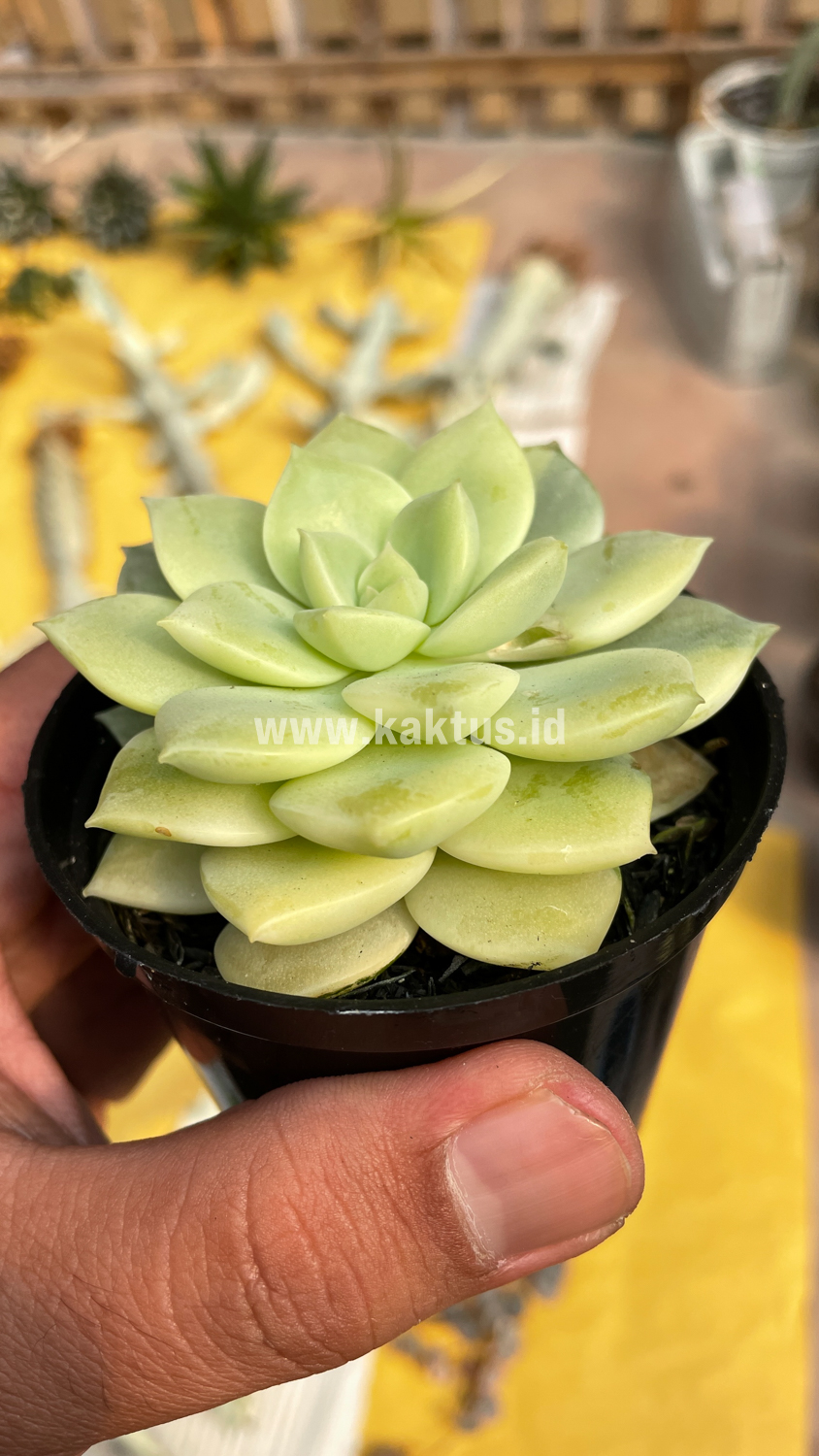 048. Graptoveria Titubans Variegated - Image 14