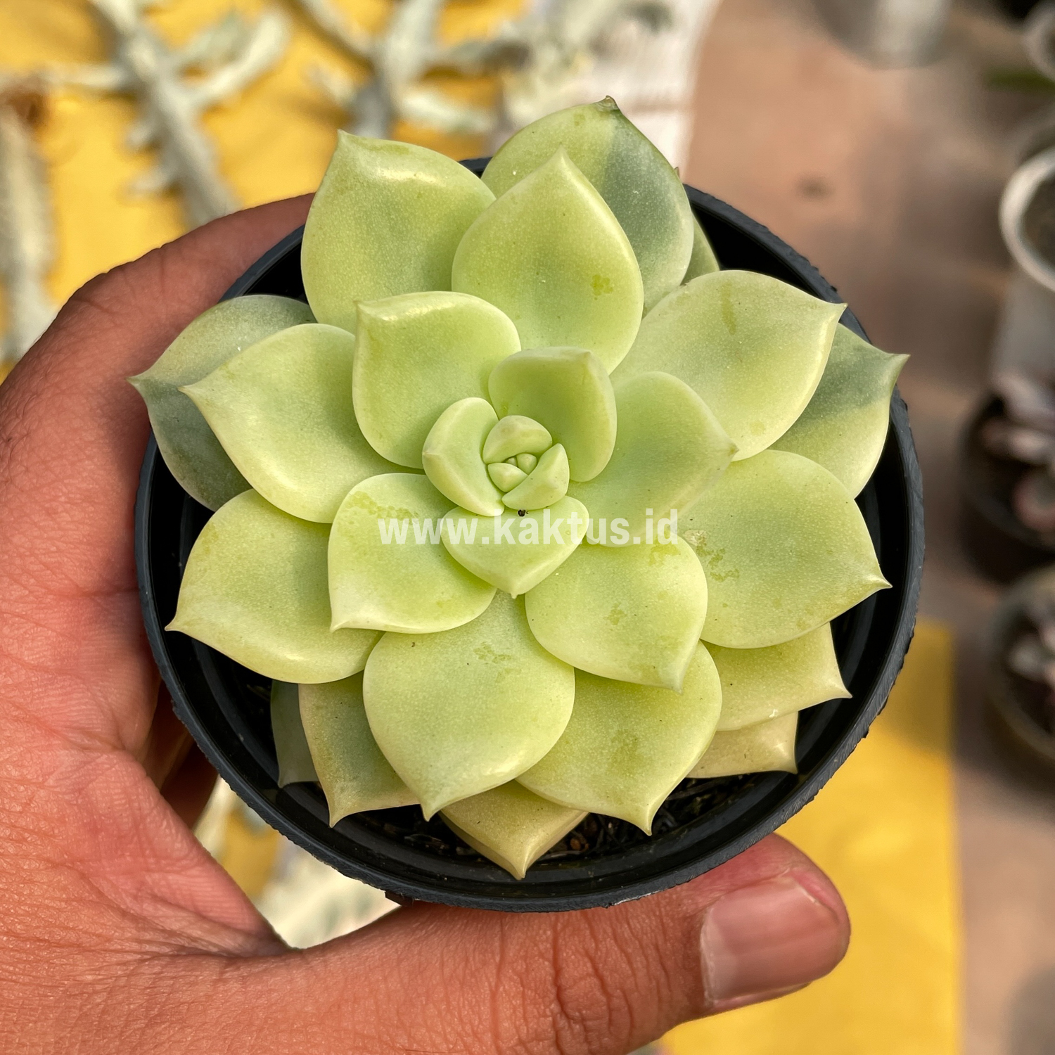 048. Graptoveria Titubans Variegated - Image 23