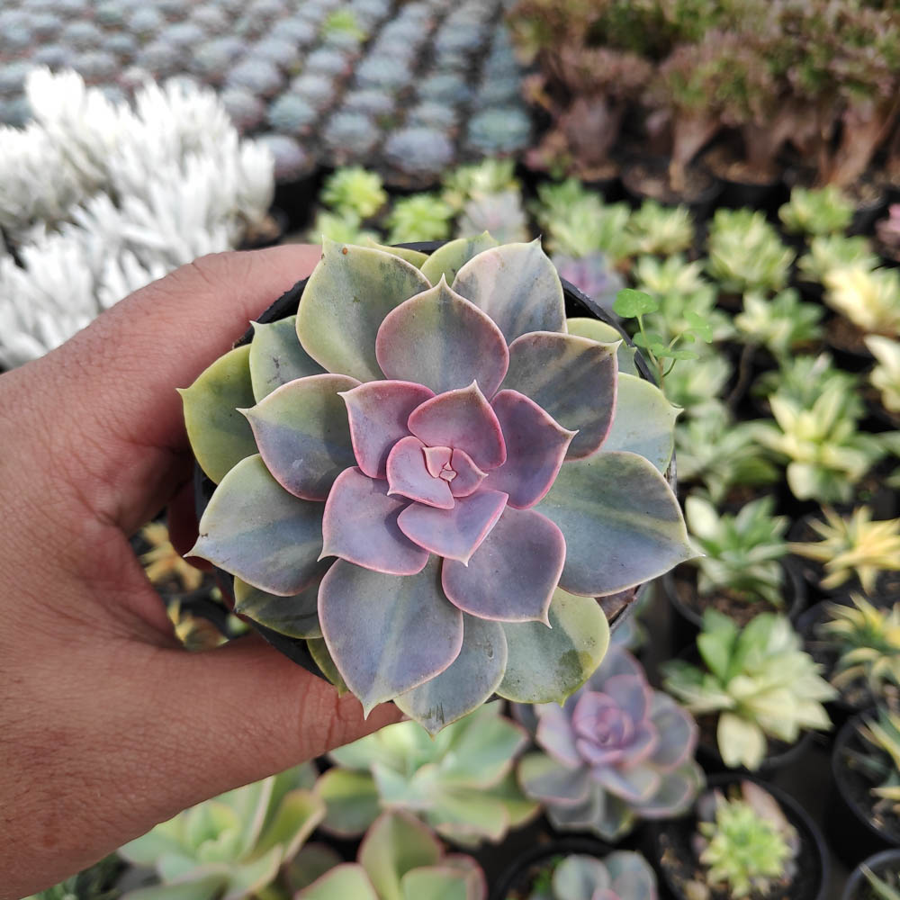 053. Echeveria Perle Von Numberg Mutation - Image 7