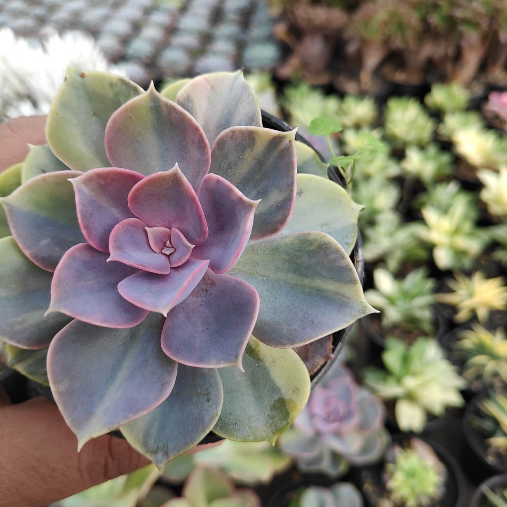 053. Echeveria Perle Von Numberg Mutation - Image 6