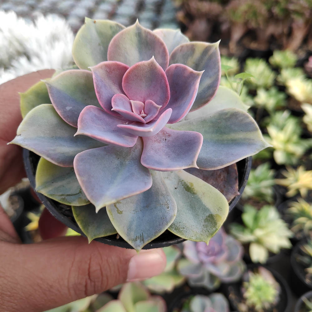 053. Echeveria Perle Von Numberg Mutation - Image 5