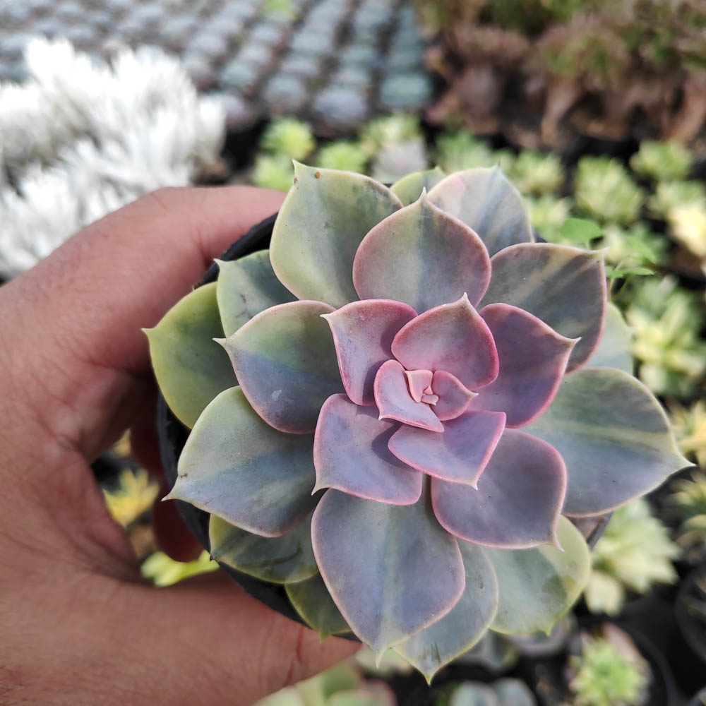 053. Echeveria Perle Von Numberg Mutation - Image 4