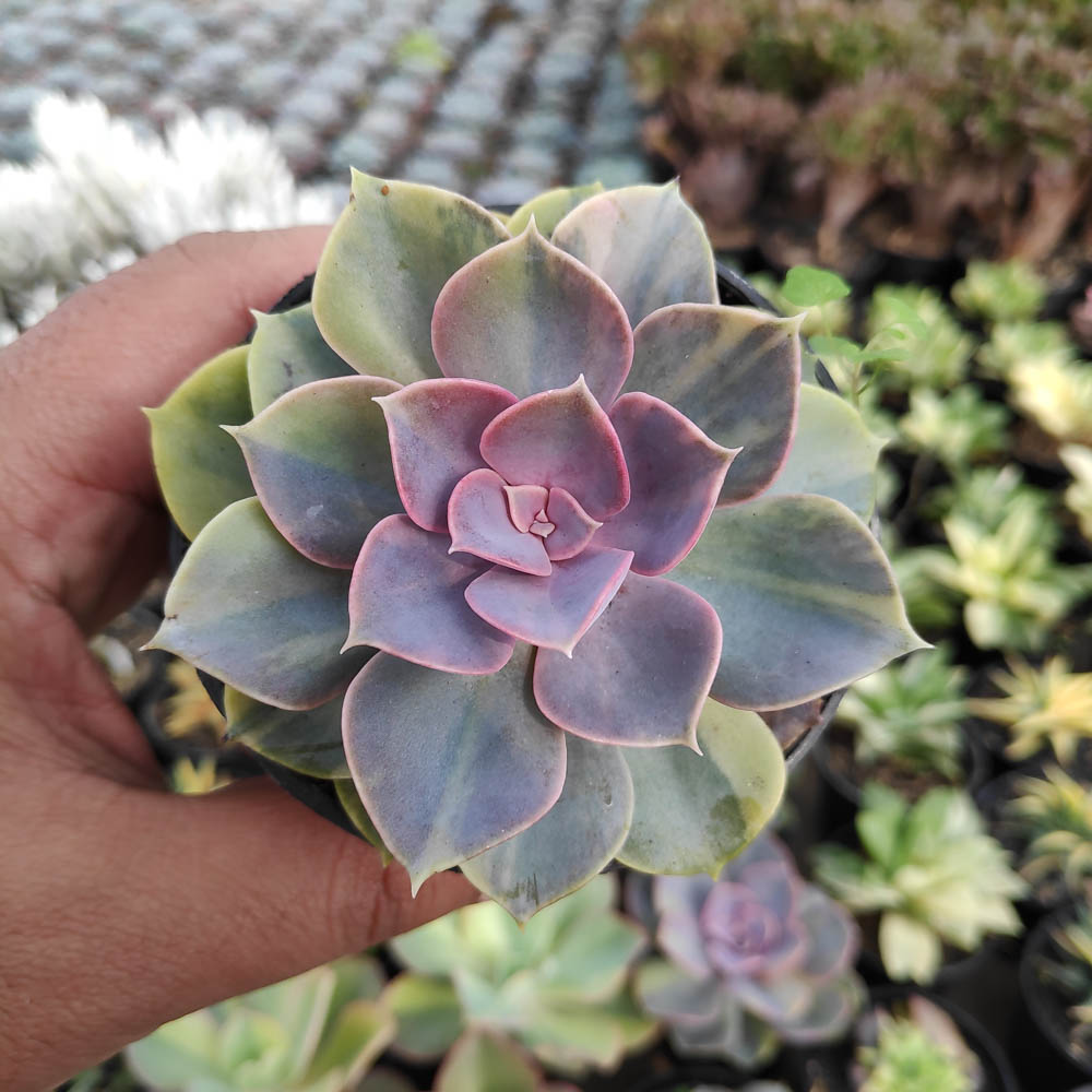 053. Echeveria Perle Von Numberg Mutation - Image 3
