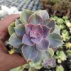 053. Echeveria Perle Von Numberg Mutation