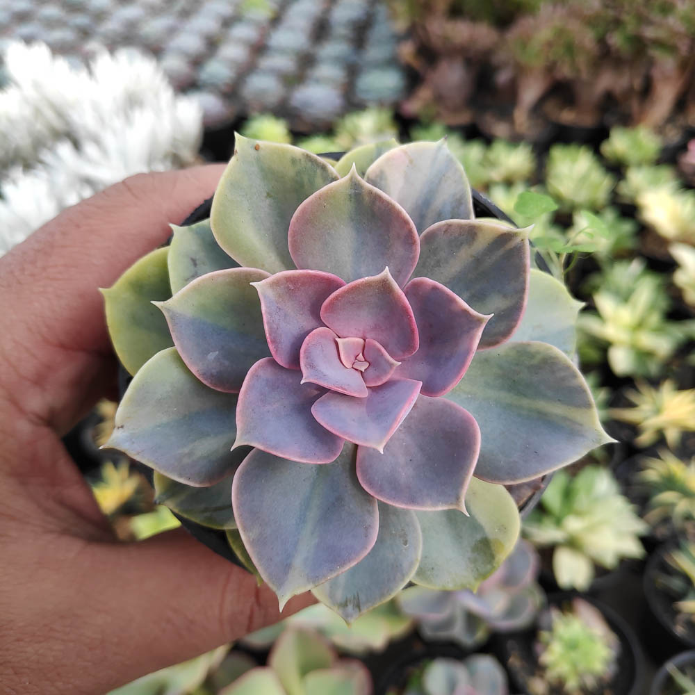 053. Echeveria Perle Von Numberg Mutation - Image 8