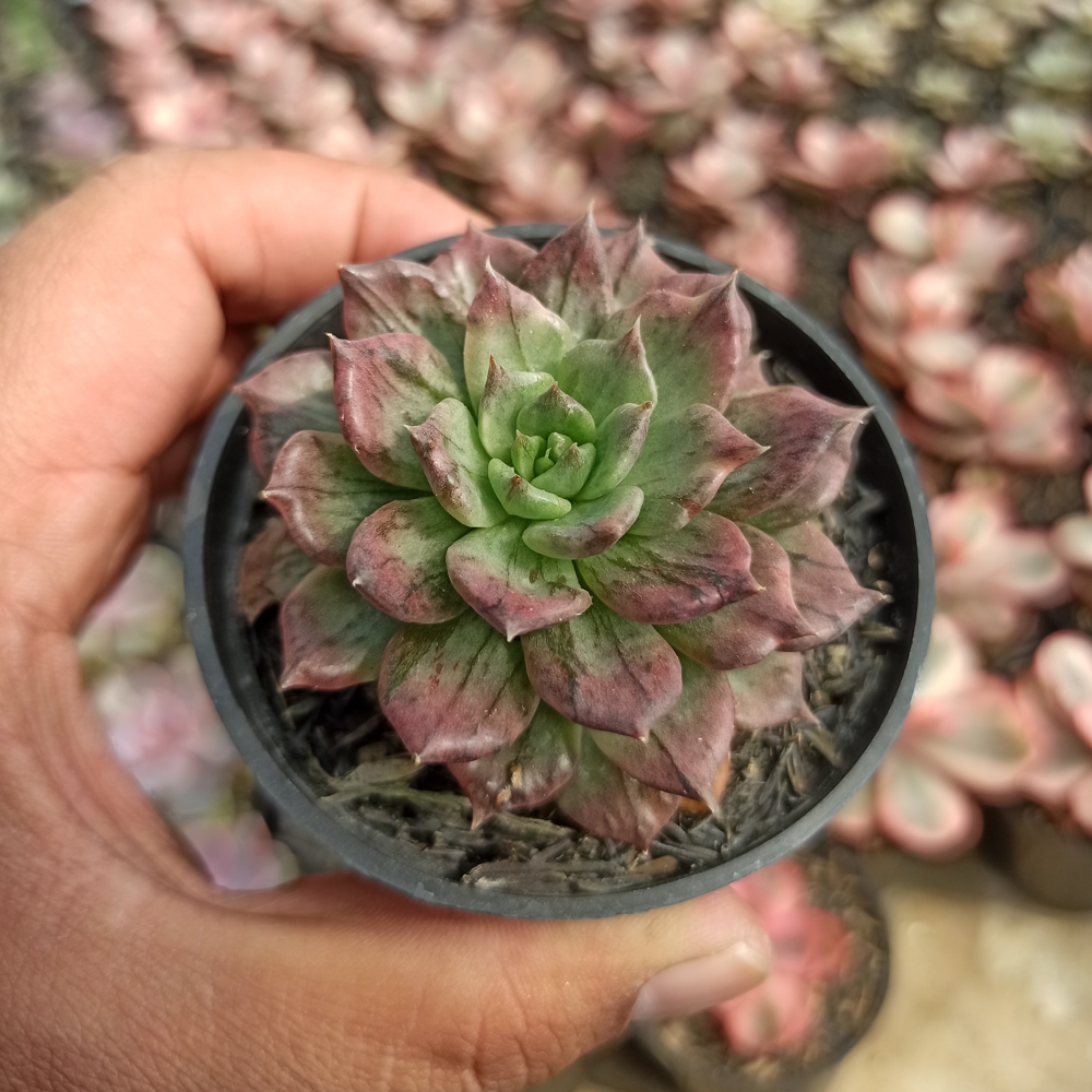 055. Echeveria Silver Prince - Image 16