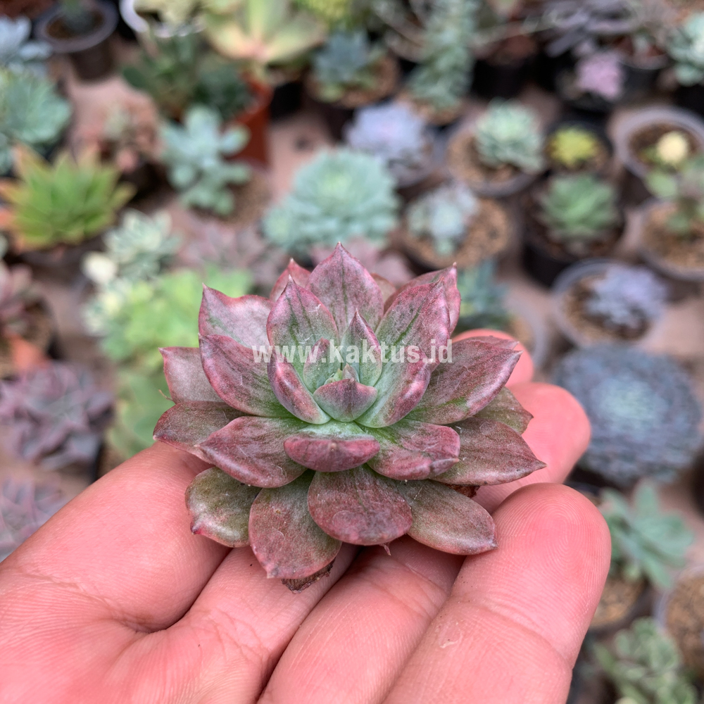 055. Echeveria Silver Prince - Image 12