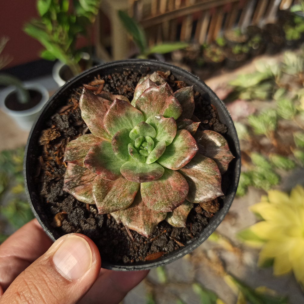 055. Echeveria Silver Prince - Image 15