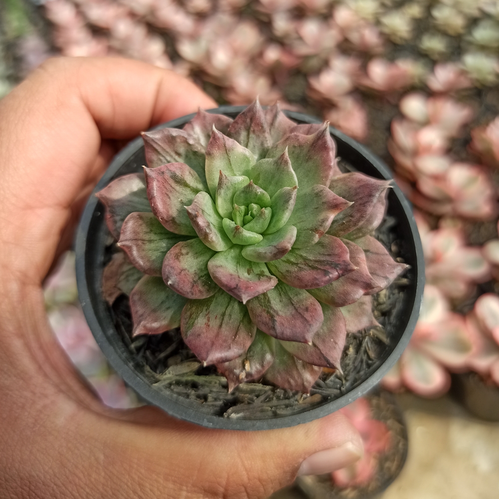 055. Echeveria Silver Prince - Image 17