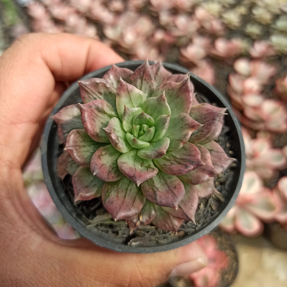 055. Echeveria Silver Prince - Image 18