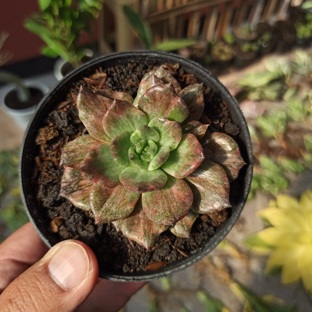 055. Echeveria Silver Prince - Image 3
