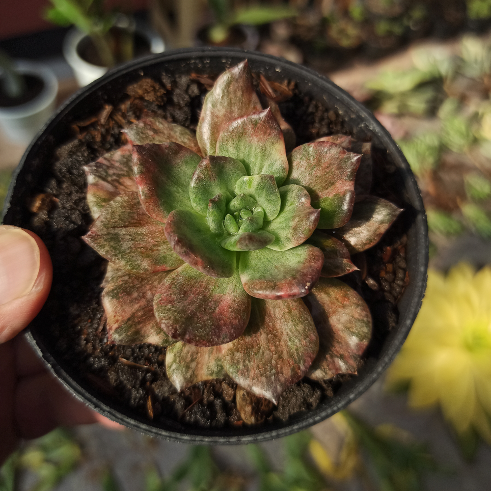055. Echeveria Silver Prince - Image 19