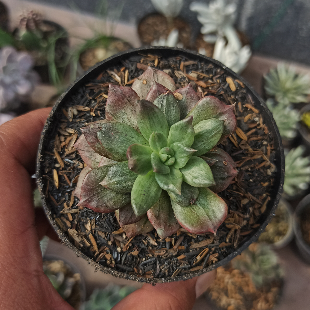 055. Echeveria Silver Prince - Image 13