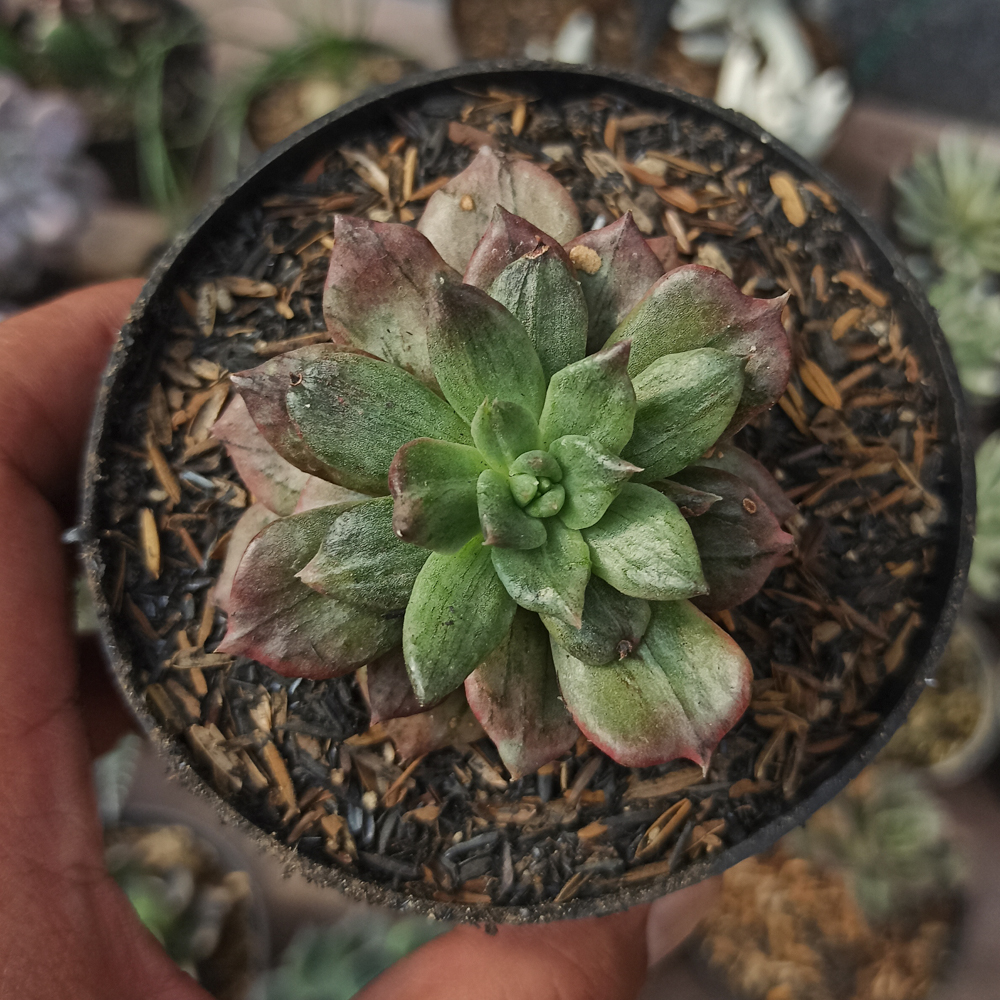 055. Echeveria Silver Prince - Image 6
